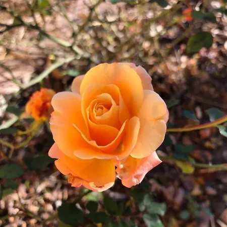 In Campagna ゲストハウス