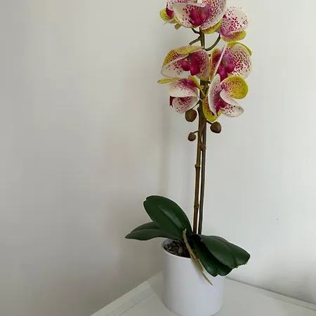 In Campagna ゲストハウス